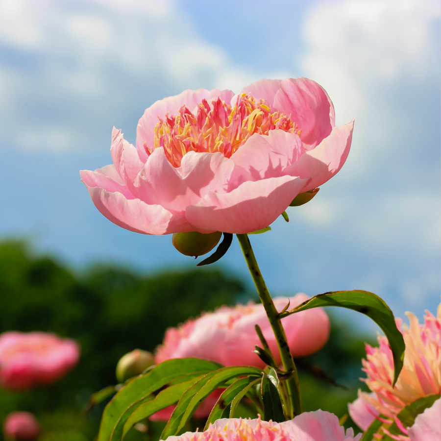 Peonies